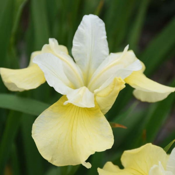 Vilkdalgis sibirinis  (lot. Iris sibirica ) Butter and Sugar