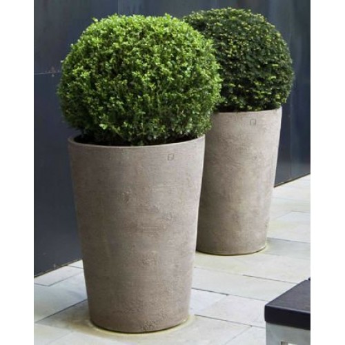 Buksmedis ( lot. Buxus semperviren) formuotas