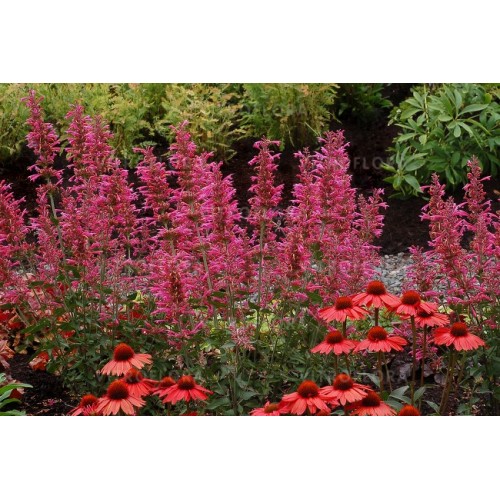 Kinmėtė( lot. Agastache hybrida) Morello