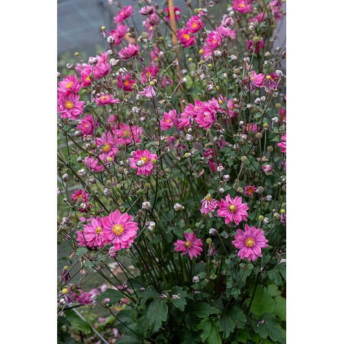 Plukė  (lot. Anemone hybrida) Garden Breeze Rosy Red