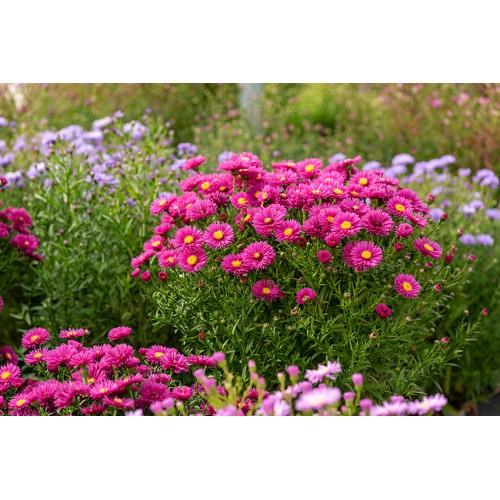 Astras ( lot. Aster dumosus) Jenny