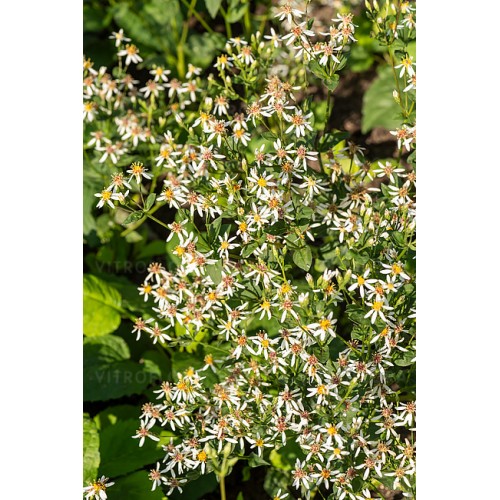 Astras stambialapis ( lot. Aster macrophyllus) Albus