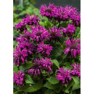 Monarda raudonoji ( lot. Monarda didyna) Bee pure