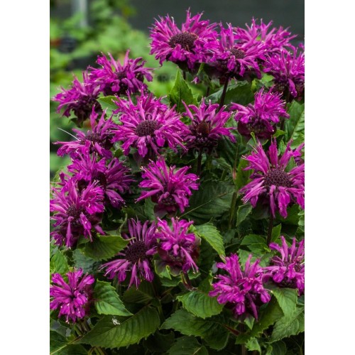 Monarda raudonoji ( lot. Monarda didyna) Bee pure