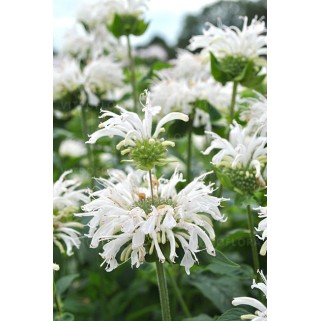 Monarda raudonoji ( lot. Monarda didyna) Bee bright