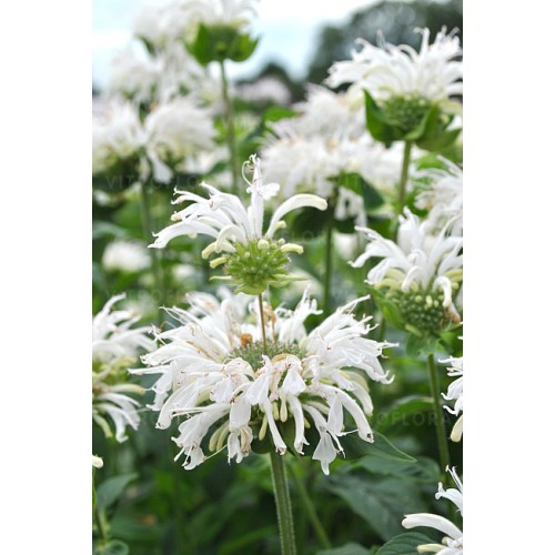 Monarda raudonoji ( lot. Monarda didyna) Bee bright