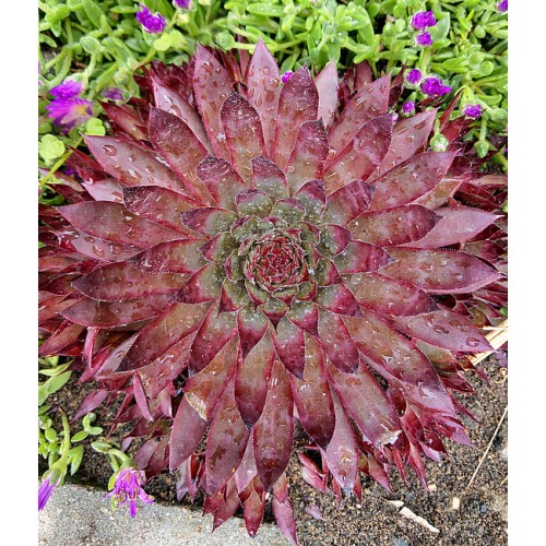 Šilropė ( lot. Sempervivum hybridum) BigSam Country Red