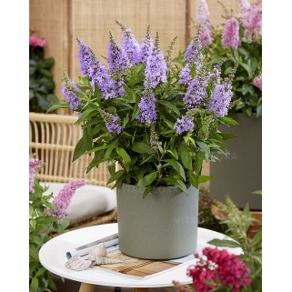 Budlėja ( lot. Buddleja davidii) Butterfly Candy Little Lilac