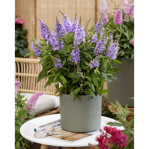 Budlėja ( lot. Buddleja davidii) Butterfly Candy Little Lilac