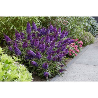 Budlėja ( lot. Buddleja davidii) Butterfly Candy Little Purple