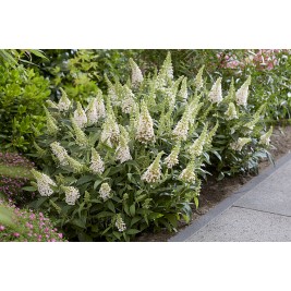Budlėja ( lot. Buddleja davidii) Butterfly Candy Little White