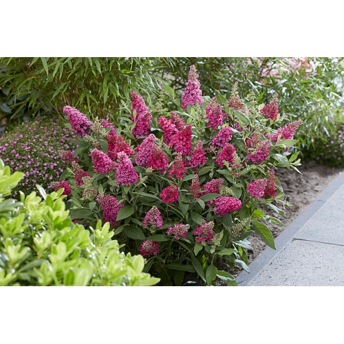 Budlėja ( lot. Buddleja davidii) Butterfly Candy Little Ruby