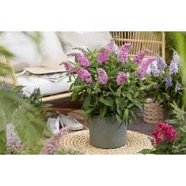 Budlėja ( lot. Buddleja davidii) Butterfly Candy Little Pink