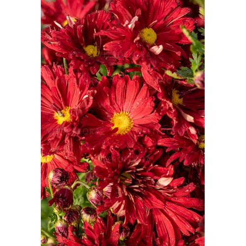 Chrizantema  (lot. Chrysanthemum hybrida ) Duchess of Edinburgh