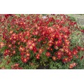 Chrizantema  (lot. Chrysanthemum hybrida ) Duchess of Edinburgh