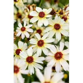 Gludas mentūrinis  (lot. Coreopsis verticilata ) Fools Gold