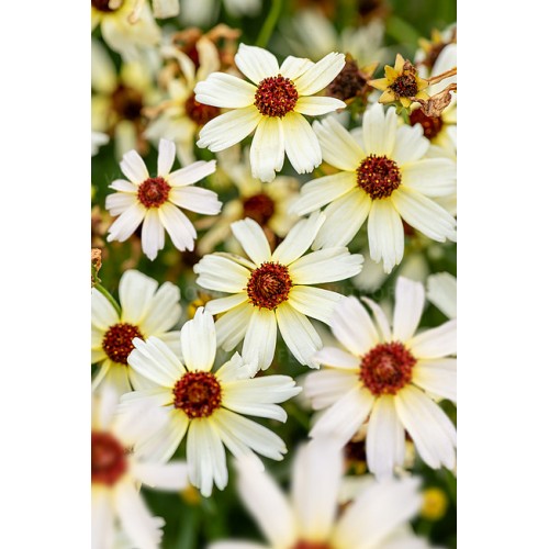 Gludas mentūrinis  (lot. Coreopsis verticilata ) Fools Gold