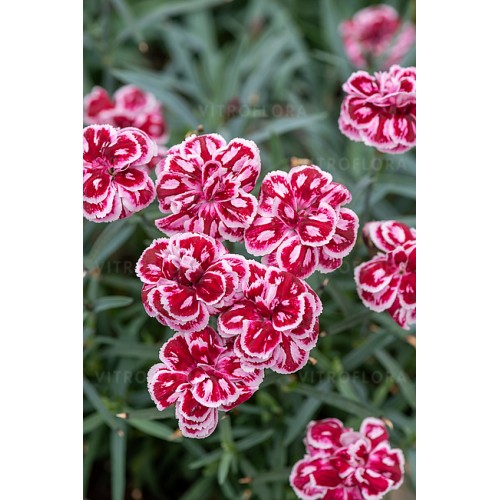Gvazdikas ( lot. Dianthus) Strawberry Ice