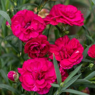 Gvazdikas ( lot. Dianthus hybrida) Paddock Violet
