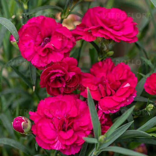 Gvazdikas ( lot. Dianthus hybrida) Paddock Violet
