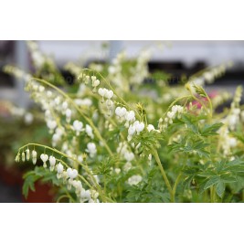 Auskarėliai  (lot.Dicentra spectabilis) Alba