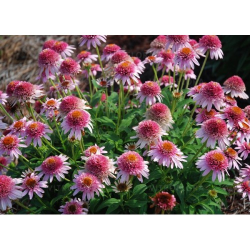 Ežiuolė rausvažiedė (lot.Echinacea purpurea) Butterfly Kisses
