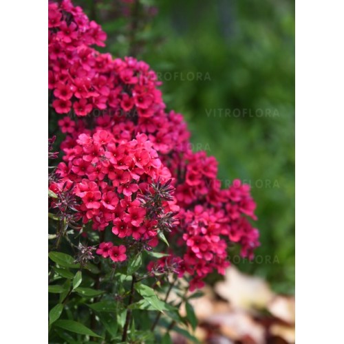 Flioksas ( Phlox paniculata)  Early Red