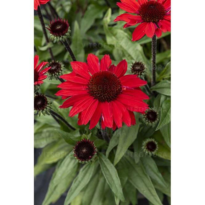 Ežiuolė  (lot.Echinacea purpurea) Sunmagic Vintage Hot Red