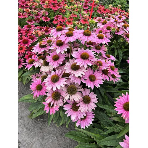 Ežiuolė  (lot.Echinacea purpurea) Pearl Light Pink