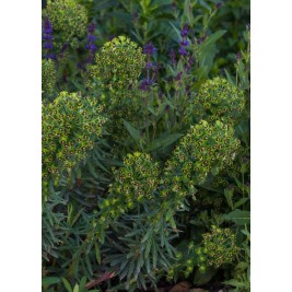 Karpažolė (lot. Euphorbia characias) Black Pearl