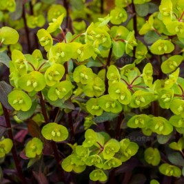 Karpažolė (lot. Euphorbia amygdaloides) Purpurea