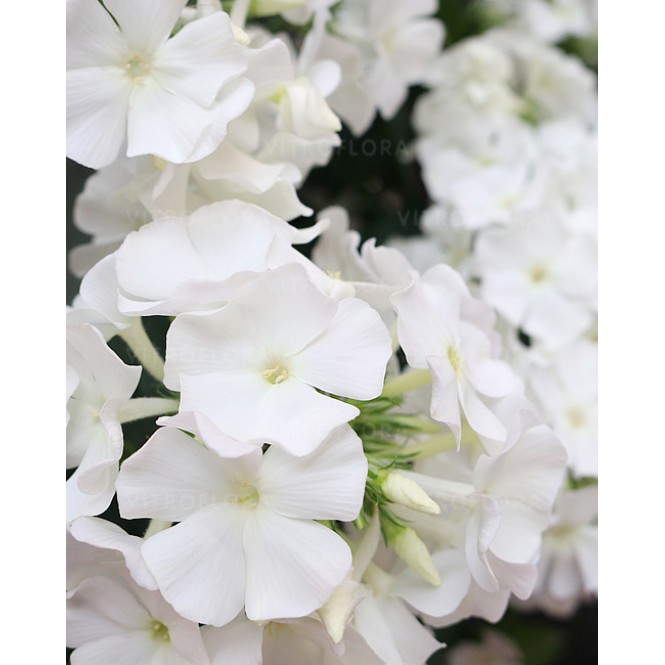 Flioksas ( Phlox paniculata)  Flame Pro White