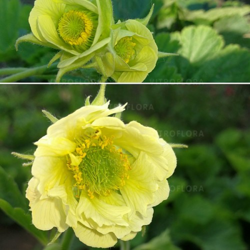 Žiognagė   (lot. Geum)  Tales of Hex