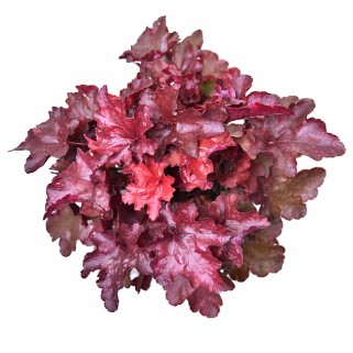 Alūnė ( lot. Heuchera) World Cafe Vienna
