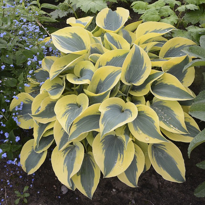 Melsvė ( lot. Hosta) Autumn Frost