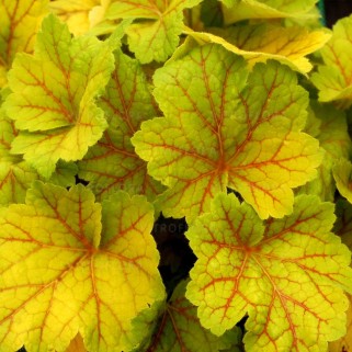 Alūnė ( lot. Heuchera) Electra