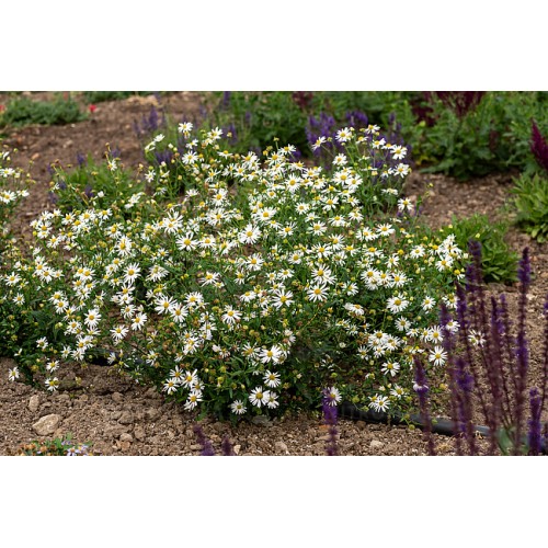 KAlimeris  ( lot. Kalimeris incisa) Alba