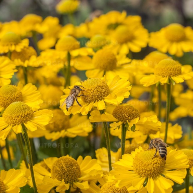 Saulainė (lot. Helenium)  Mariachi Sombrero