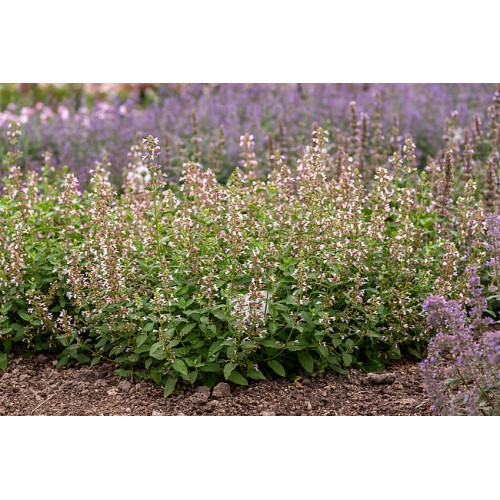 Katžolė (lot. Nepeta grandiflora)  Down to Dust