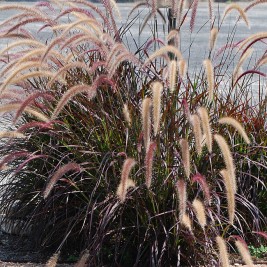 Soruolė  (lot. Pennisetum advena) Rubrum