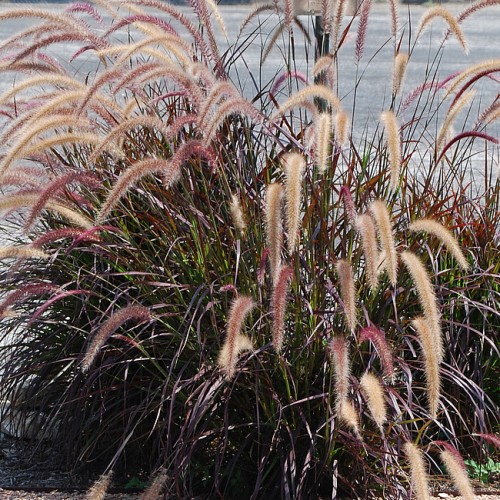 Soruolė  (lot. Pennisetum advena) Rubrum