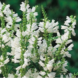  Pūstatauris virgininis (lot.Physostegia virginiana) Alba