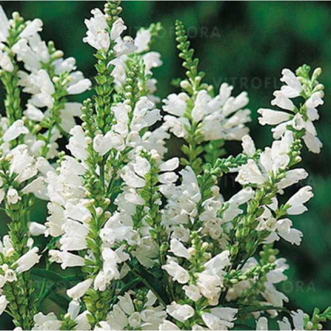  Pūstatauris virgininis (lot.Physostegia virginiana) Alba