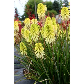Knipofija (lot. Kniphofia uvaria) Poco Citron