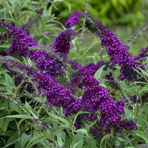 Budlėja ( lot. Buddleja davidii) Magenta Munchkin