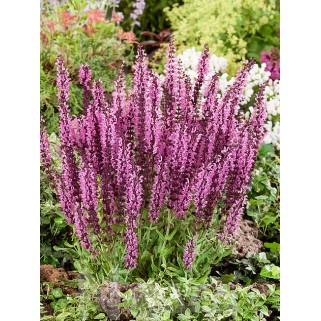 Šalavijas gojinis ( lot. Salvia nemorosa) Sensation Deep Rose