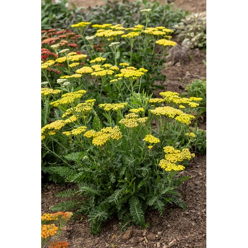 Kraujažolė paprastoji (lot. Achillea millefolium) Sassy Summer Lemon