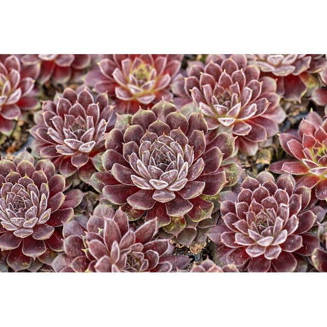 Šilropė ( lot. Sempervivum  hybridum) Scorpius