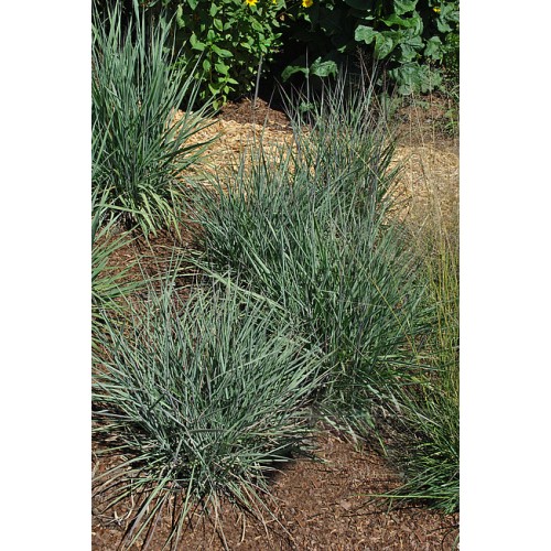 Sorgenis ( lot. Sorghastrum nutans ) Standing Ovation