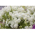 Flioksas ylalapis (Phlox subulata) Spring White 
